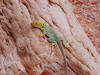 Collared Lizard at Canyonlands National Park
