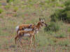 Antelope and calf at Great Basin National Park