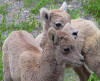Baby bighorns at Jasper National Park