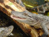 Juvenile alligator in Colorado