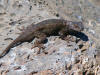 Lizard at Lava Beds National Monument