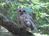 Barred Owl in Muir Woods National Monument