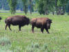 Bison at Grand Tetons National Park