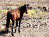 Wild horse in western Nevada