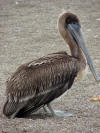 Brown Pelican near Big Sur