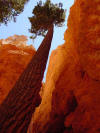 Hoodoos formed by erosion along joints at Bryce Canyon National Park in Utah