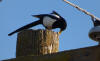 Yellow Billed Magpie