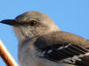 Mockingbird up close