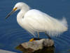 Snowy Egret in Turlock, CA