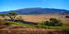 DSC00971 Mauna Kea from Pu'u Huluhulu.jpg (442951 bytes)