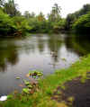 DSC01785 Lagoon at Punalu'u.jpg (301249 bytes)