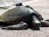 DSC01840 Sea turtle.jpg (284936 bytes)